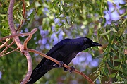 Corneille mantelee Corvus cornix-Safaga Menaville-0m-20171124-Denis-ADER-DSC_3922_tn
